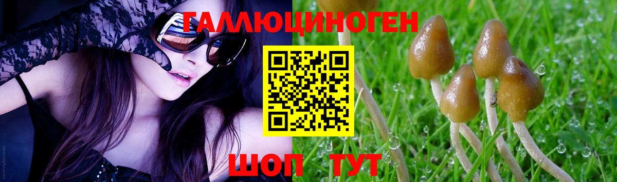Кировск  Псилоцибиновые грибы Psilocybine cubensis  Вход с VPN 